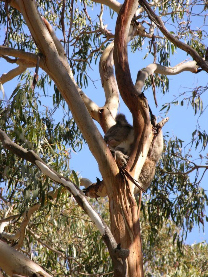 Bimbi Park - Camping Under Koalas ケープ・オトウェイ エクステリア 写真