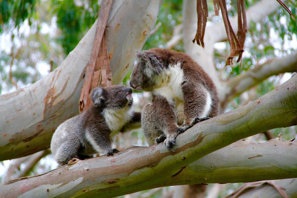 Bimbi Park - Camping Under Koalas ケープ・オトウェイ エクステリア 写真