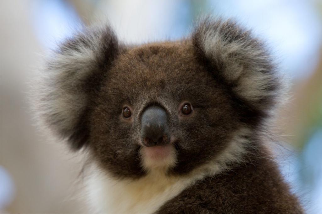 Bimbi Park - Camping Under Koalas ケープ・オトウェイ エクステリア 写真